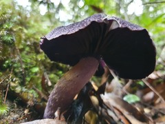 Cortinarius kioloensis