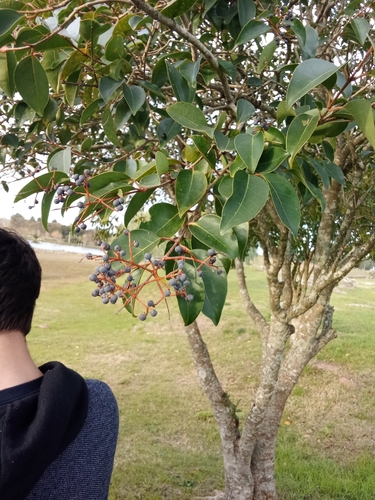 tree privet