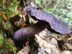 Cortinarius kioloensis