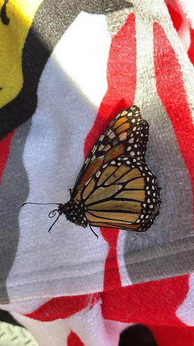 Monarch