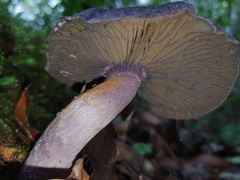 Cortinarius kioloensis