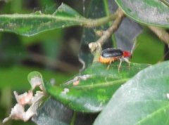 Trichobalya bowringii