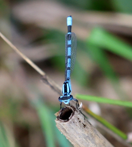 Common Blue Damselfly
