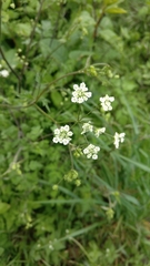 Chaerophyllum temulum