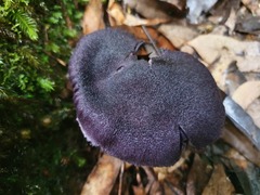 Cortinarius kioloensis