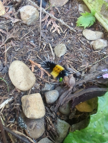 Spotted Tussock Moth