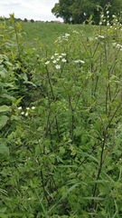 Chaerophyllum temulum