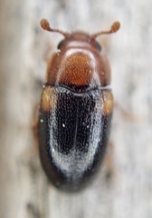 Dacne bipustulata