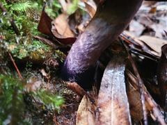 Cortinarius kioloensis