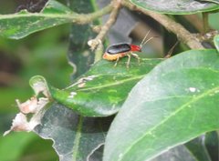 Trichobalya bowringii