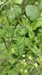 Chaerophyllum temulum