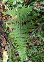 Hypolepis rufobarbata