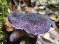 Cortinarius kioloensis