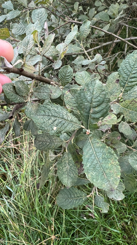 Salix aurita, photograph 3
