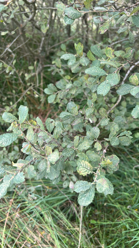 Salix aurita, photograph 4