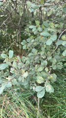 author not stated, no rights reserved Salix aurita, photograph author not stated, no rights reserved