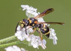 Stenodynerus ammonia paraensis