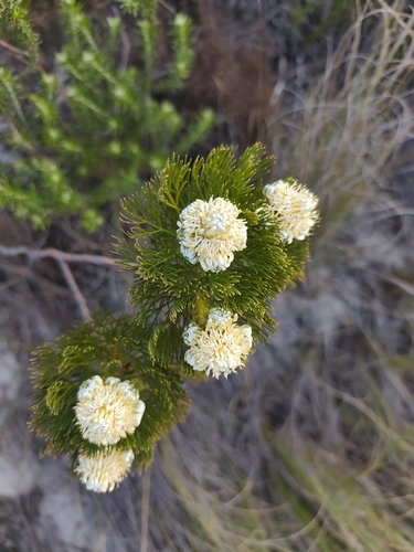 Serruria glomerata, photograph 6
