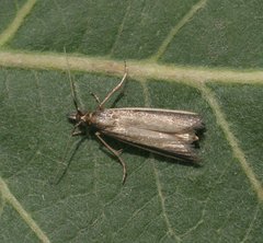 Emmalocera syssema