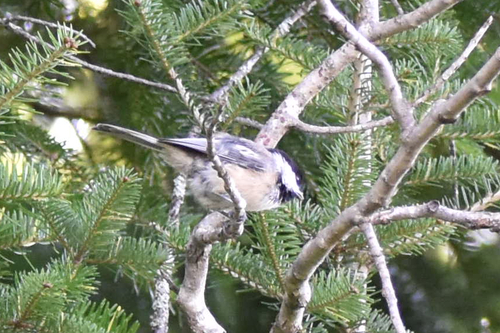 Black-capped Chickadee