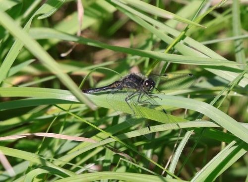 Black Meadowhawk