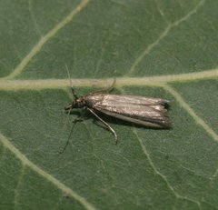 Emmalocera syssema