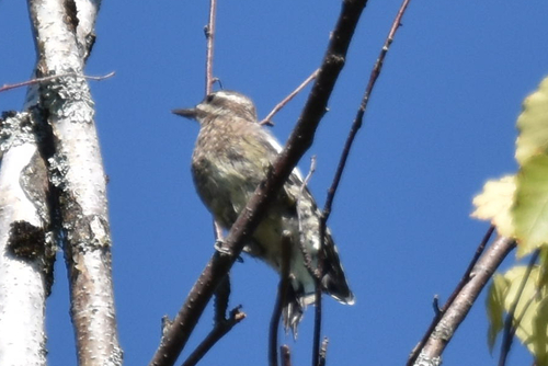 Yellow-bellied Sapsucker