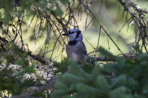 Blue Jay