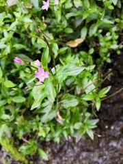 Epilobium palustre
