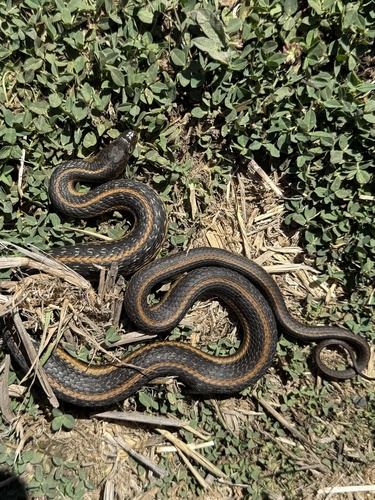 Giant Garter Snake