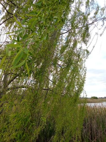 weeping willow