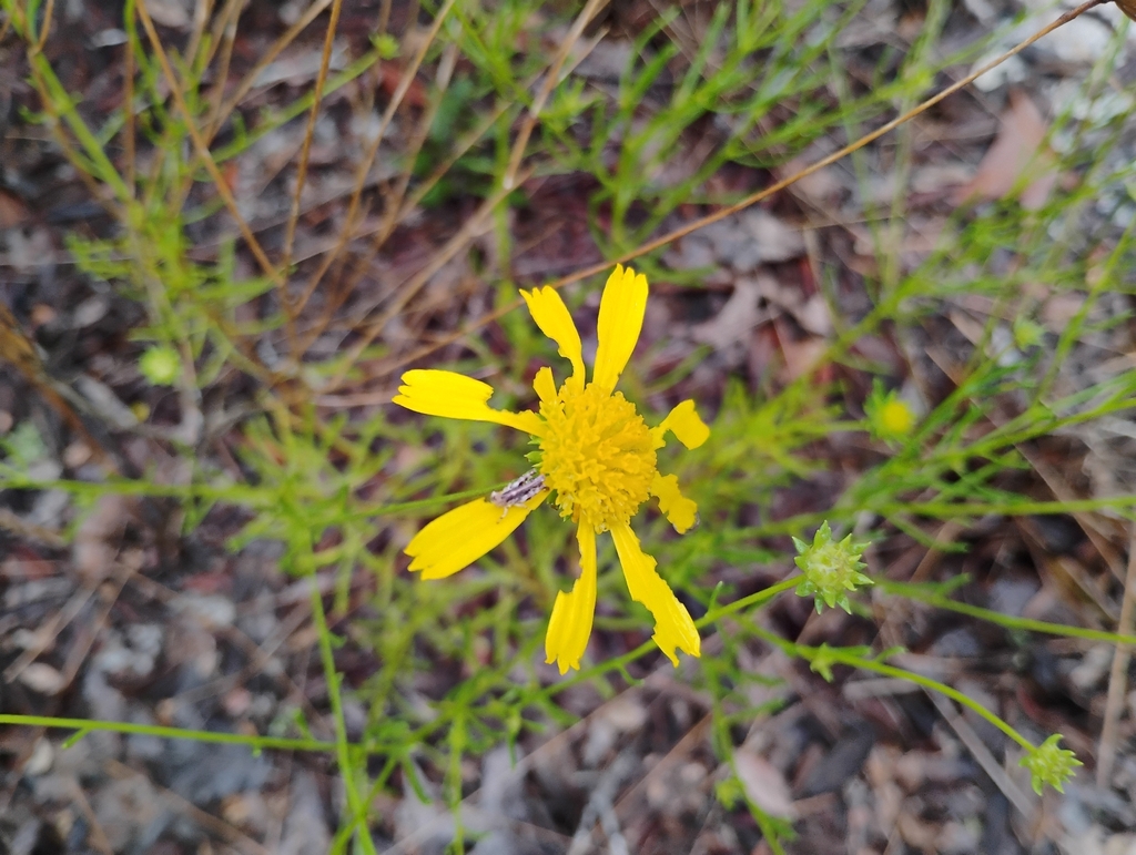Balduina angustifolia; photograph author not stated, no rights reserved
