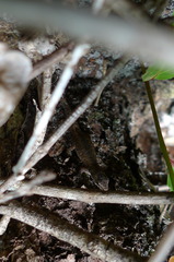 Lygodactylus tolampyae