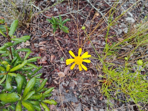 Balduina angustifolia, photograph 2