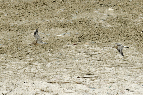 iNaturalist image