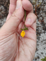 Chapmannia floridana