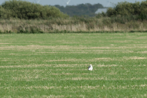 iNaturalist image