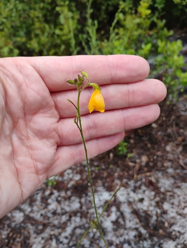Chapmannia floridana, photograph 2