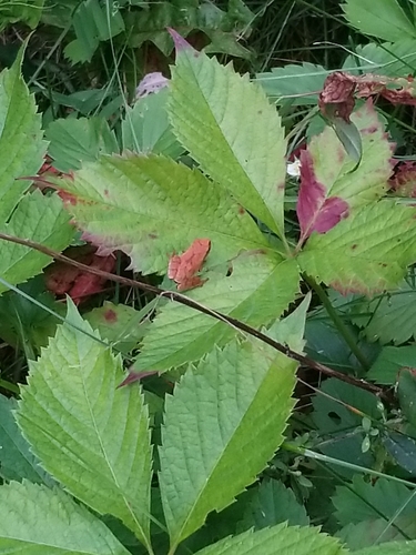 Spring Peeper