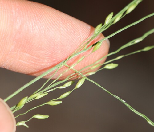 Panicum hirticaule
