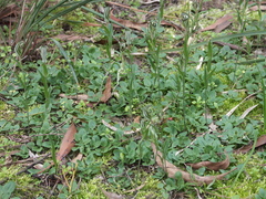 Pterostylis striata