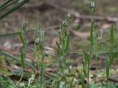 Pterostylis striata