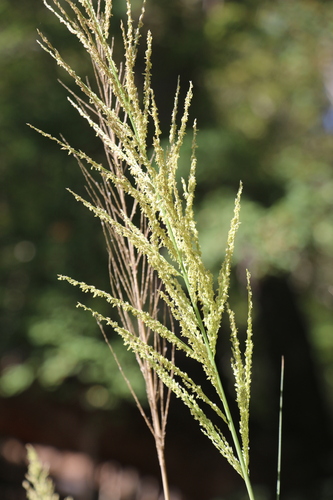 Sporobolus wrightii, photograph 5