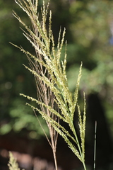 Sporobolus wrightii, photograph (c) Zihao Wang, some rights reserved (CC BY)