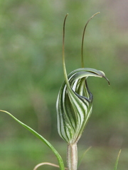 Pterostylis striata