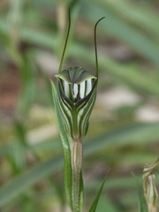 Pterostylis striata