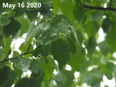 Populus tomentiglandulosa