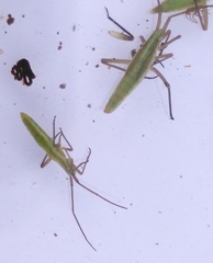 Megaloceroea recticornis