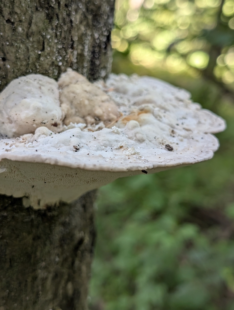Lumpy Bracket · September 2026 · photo: Photo: (c) Ben Lapham, some rights reserved (CC BY-SA) · iNaturalist