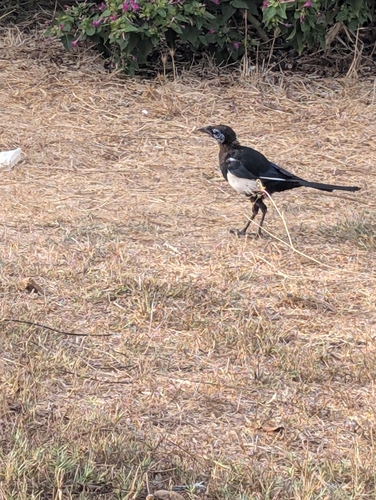 Maghreb Magpie